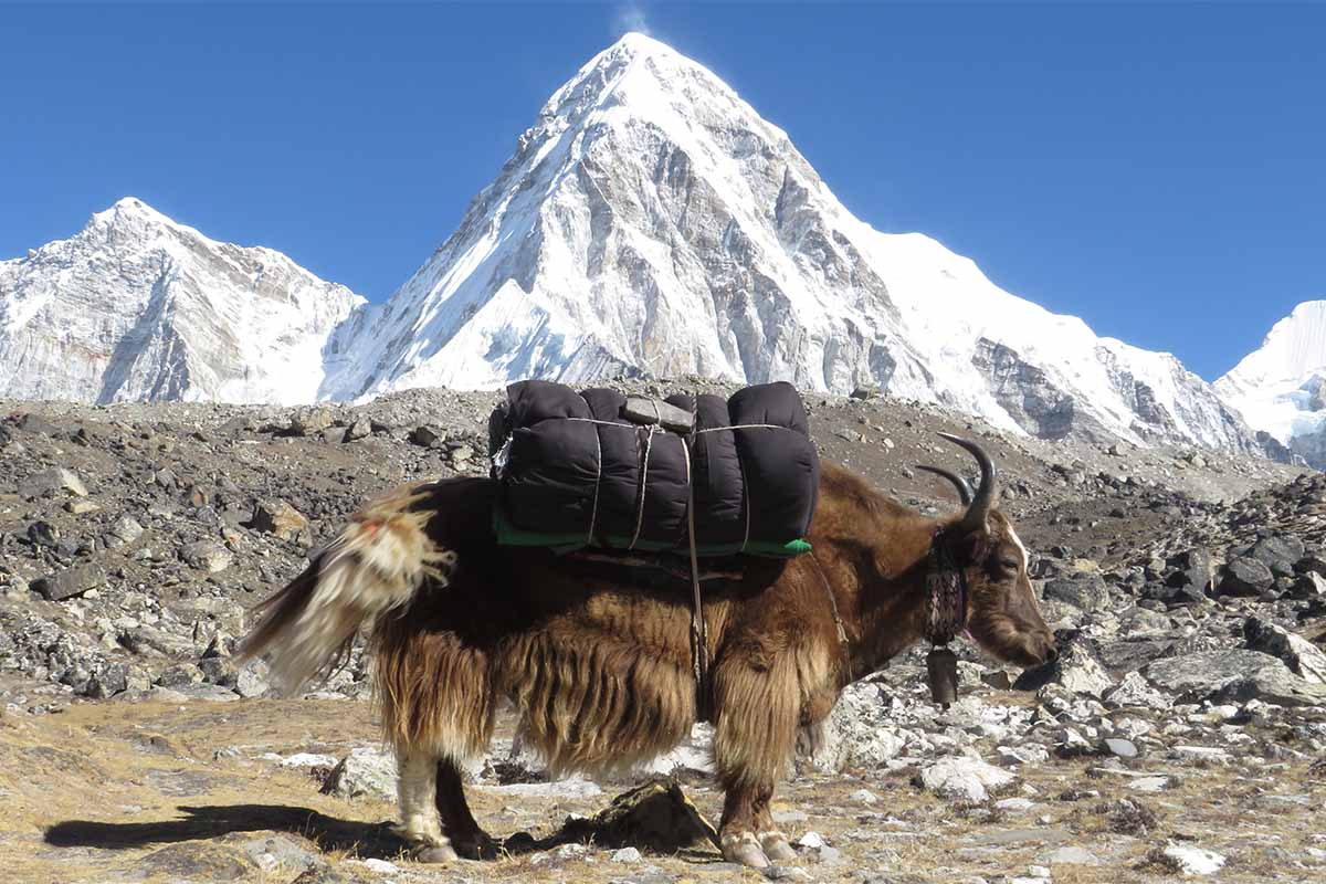 Yaks in Nepal